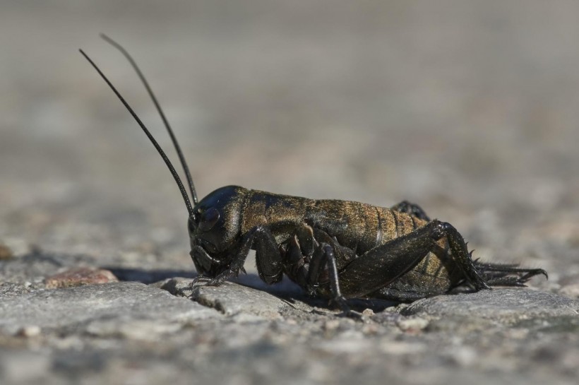 Dealing with Pesky Mole Crickets? Here's How to Remove Them