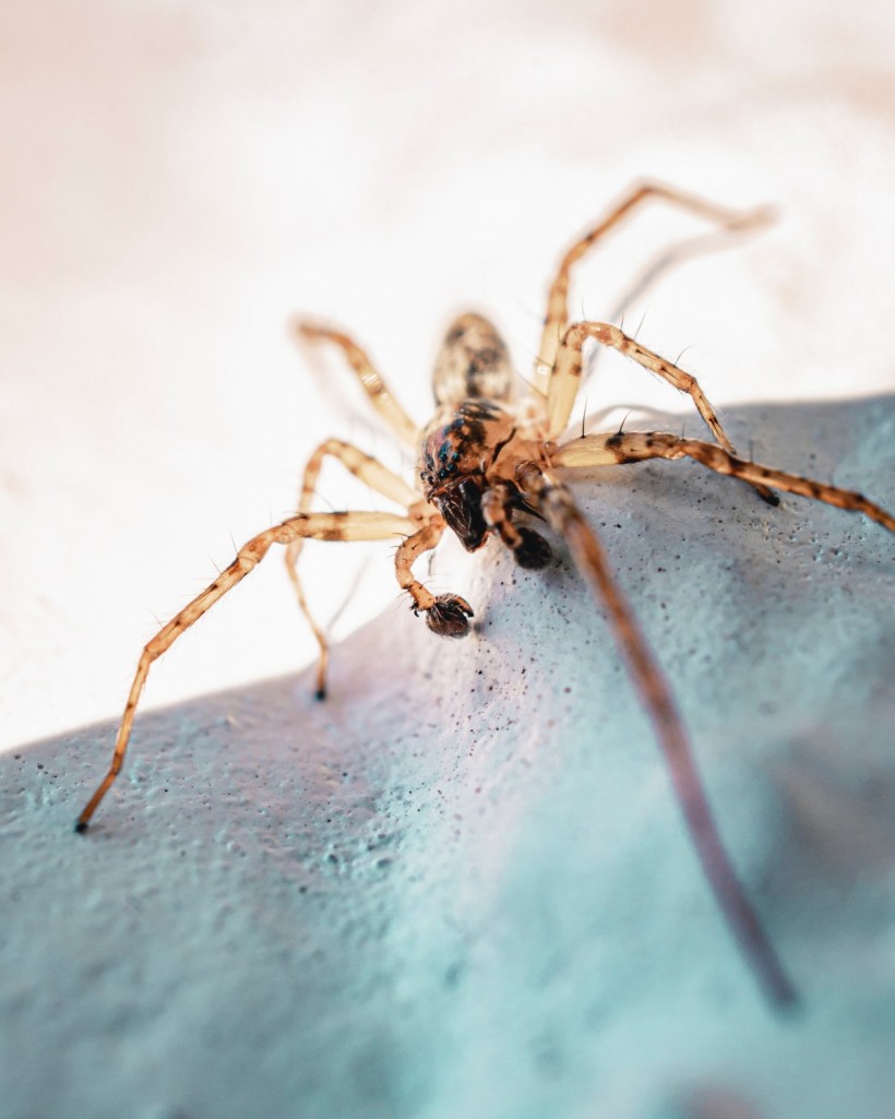 Common Spiders You Share Your Home With