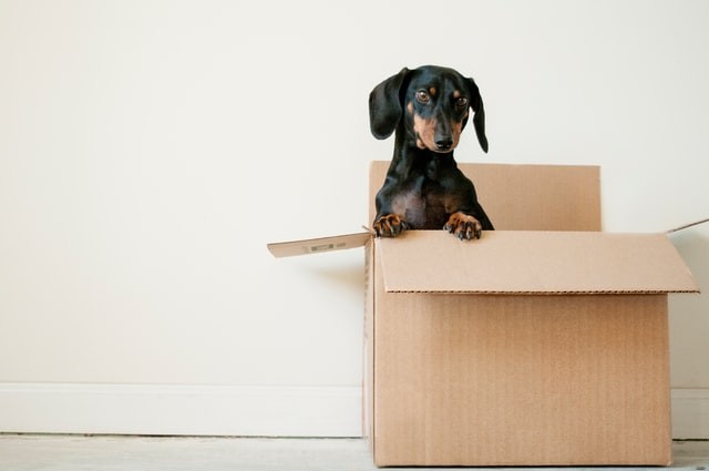 Moving With a Pet: How Not to Harm 