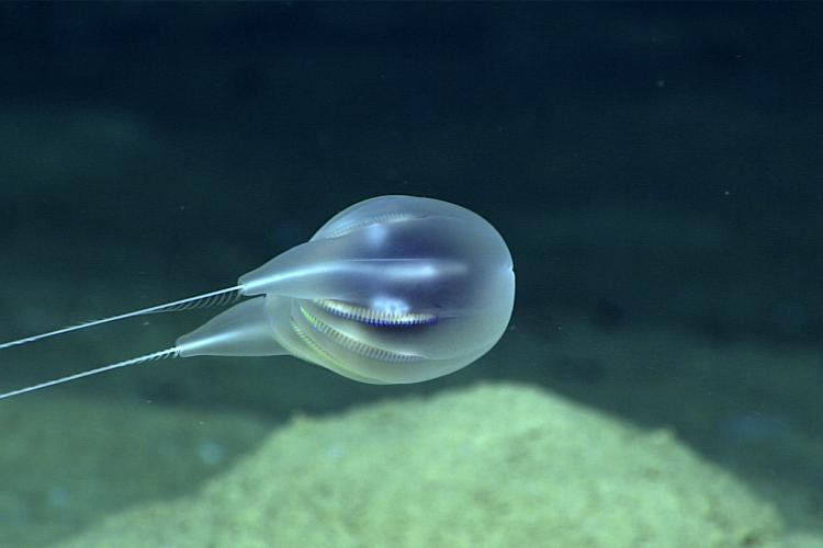 The newly-named Duobrachium sparksae moves freely in deep waters near Puerto Rico