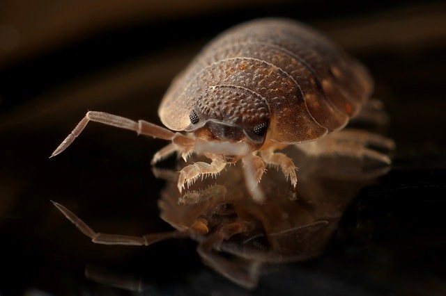 The Most Common Apartment Bugs in Los Angeles