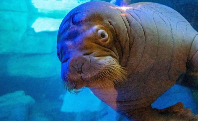 What SeaWorld Is Doing to Help the World's Walrus Population