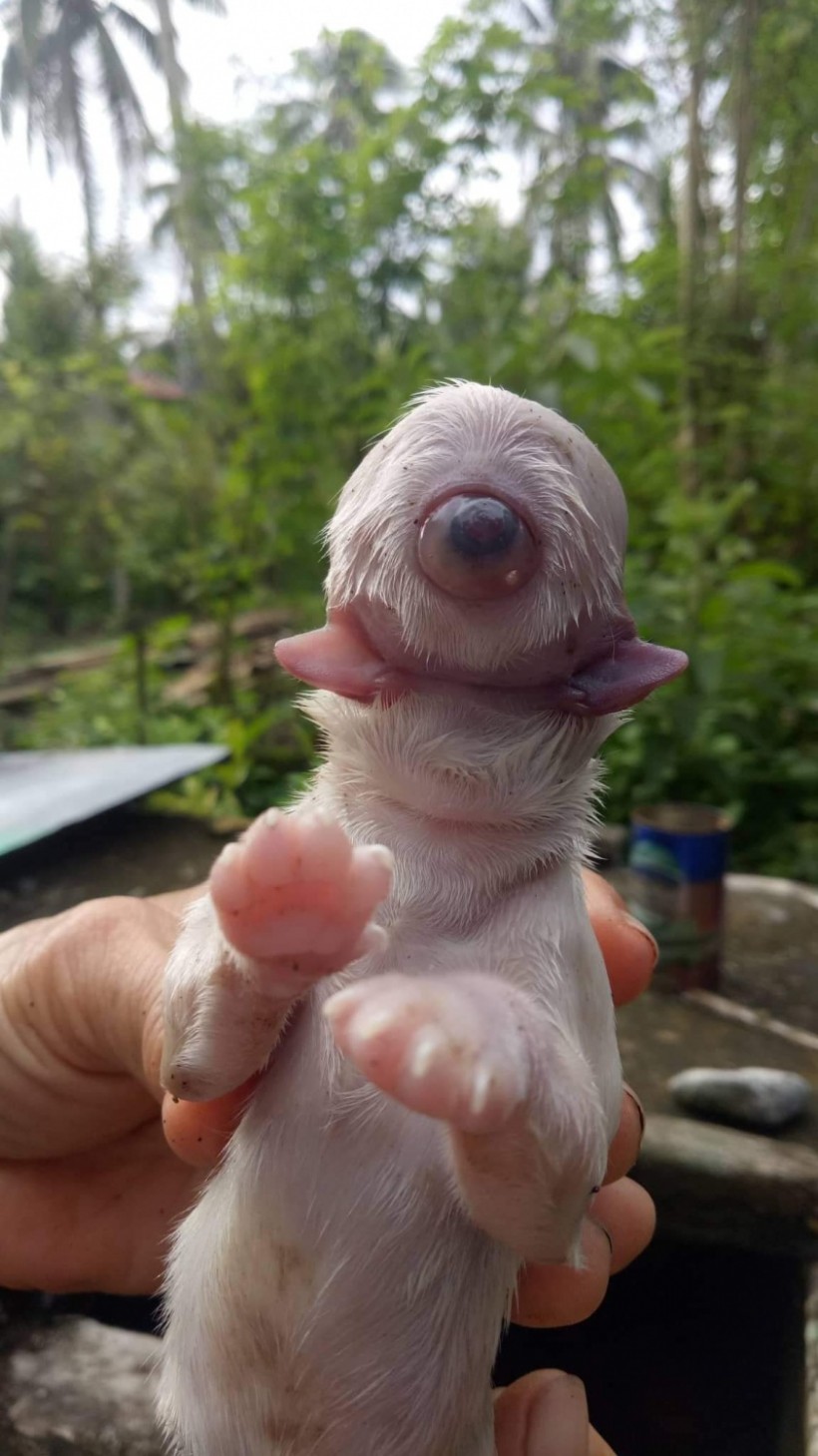 Rare Condition: Puppy Born With One Eye in The Middle of It's Forehead