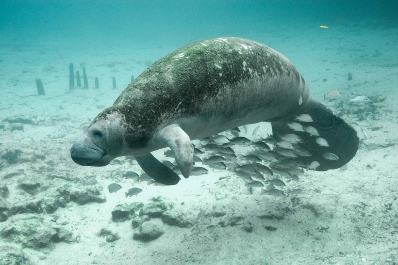 https://pixabay.com/photos/fish-underwater-manatee-animals-386747/