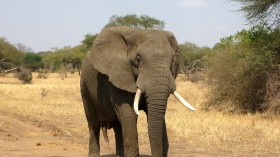 Will Namibia's Elephant Auction Really Improve Conservation?