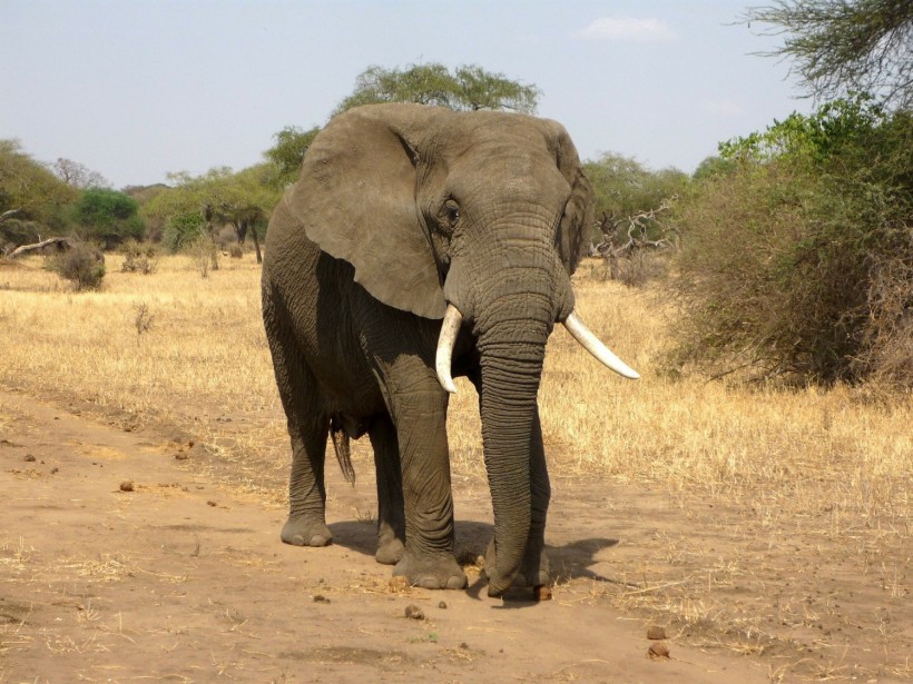 Will Namibia's Elephant Auction Really Improve Conservation?