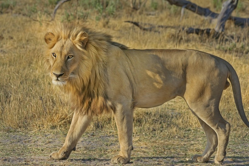Suspected Poisoning and Dismemberment: Lions Found Dead in Natural Park