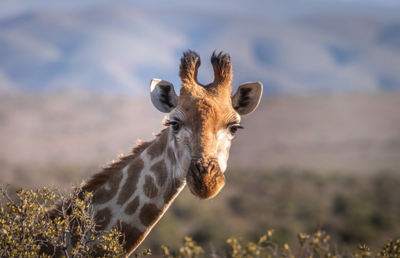 South African Farm Owner Kills and Poses with Giraffe Heart
