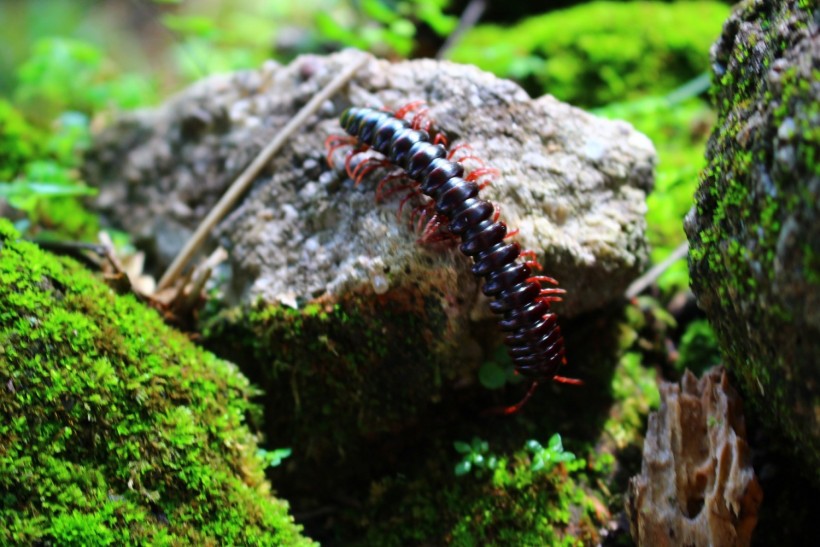 New Species of Huge Amphibious Centipedes Discovered