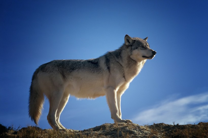 Idaho Lawmakers Push to Kill 90% of the Wolf Population