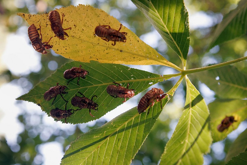 Cicadas Return To Midwest