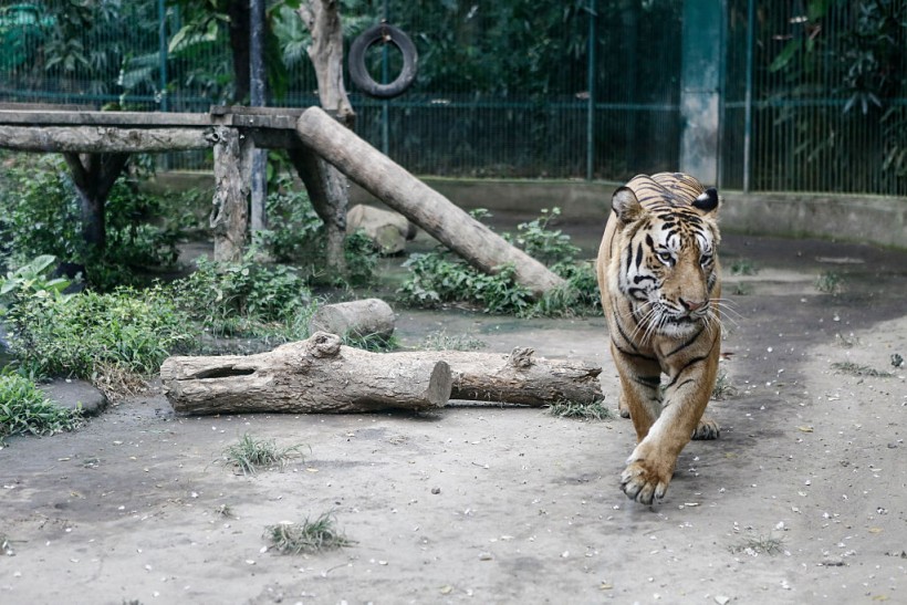 New Born Bengal Tiger Cubs At Bali Zoo