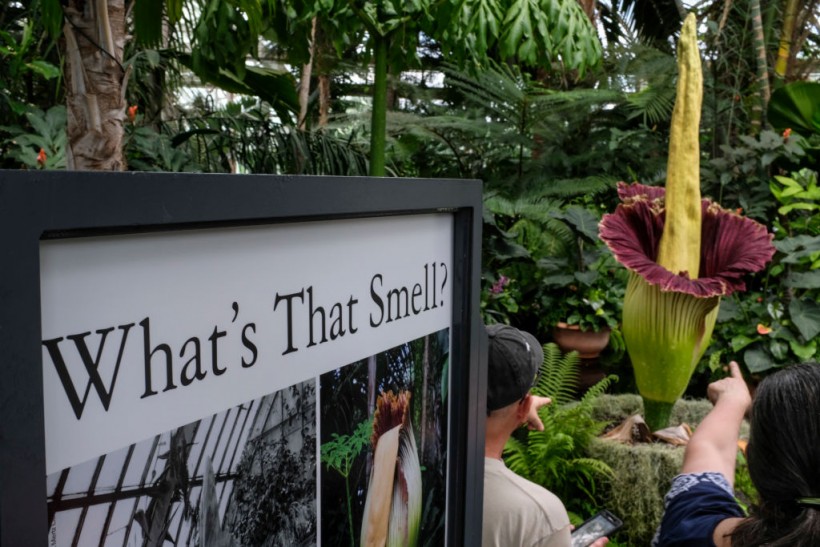 Rare Blooming "Corpse Flower" Draws Curious Crowds To New York Botanical Gardens