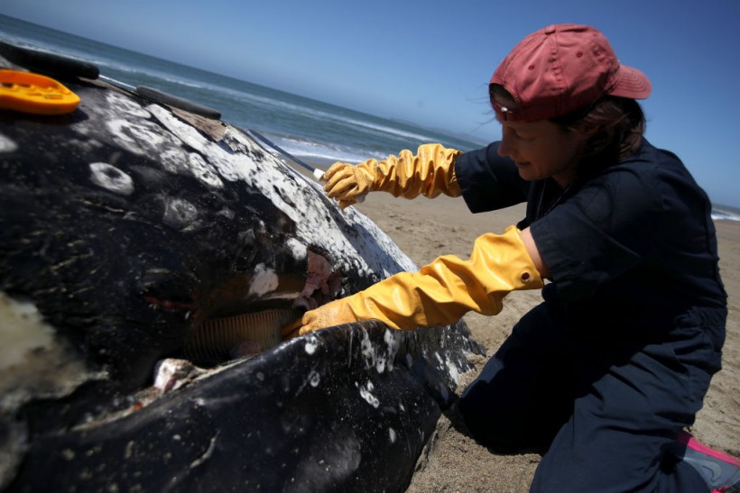Scientists Examine 13th Dead Whale To Wash Up In Bay Area In 2019