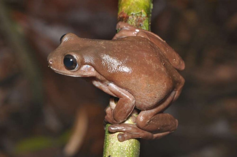 Adorable New Chocolate Frog Species Discovered, But You Definitely Shouldn't Eat It