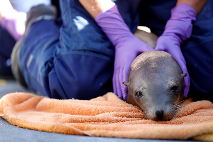 California Sea Lions Face Soaring Cancer Rates From DDT Dumping Decades Before