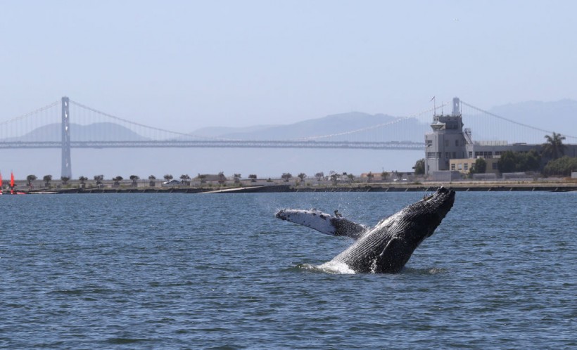 Humpback Whale In Alameda Lagoon Causes Concern Over Its Health