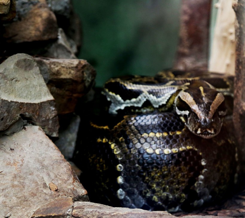 A python is seen lounging in its enclosure at the Warsaw Zoo...