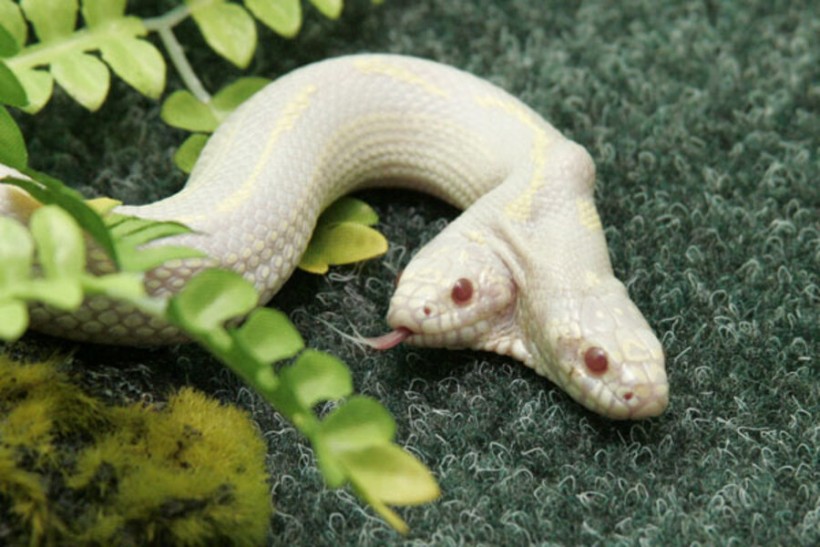 Two-headed snake on display at Ukrainian zoo