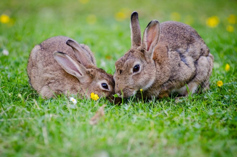  Hemorrhagic disease can be found in rabbits 