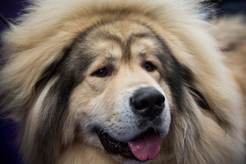 Champion Canines Compete At Annual Westminster Dog Show