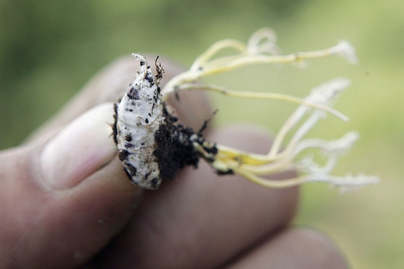 Villagers Dig Chinese Caterpillar Fungus