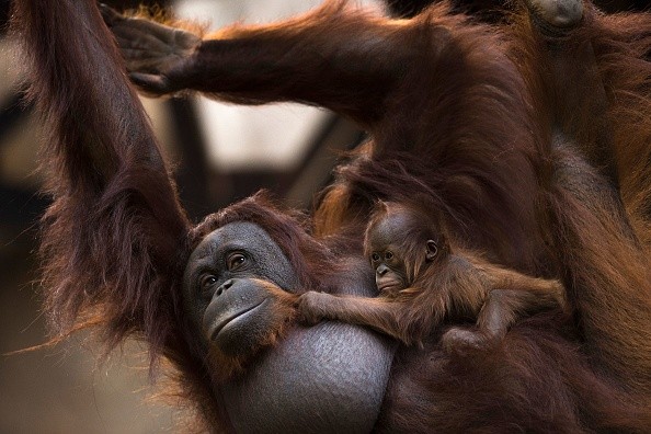 Critically Endangered Orangutan Gives Birth to a Healthy Baby in New  Orleans | Nature World News