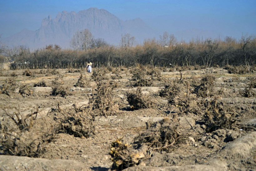 AFGHANISTAN-ENVIRONMENT-ORCHARD