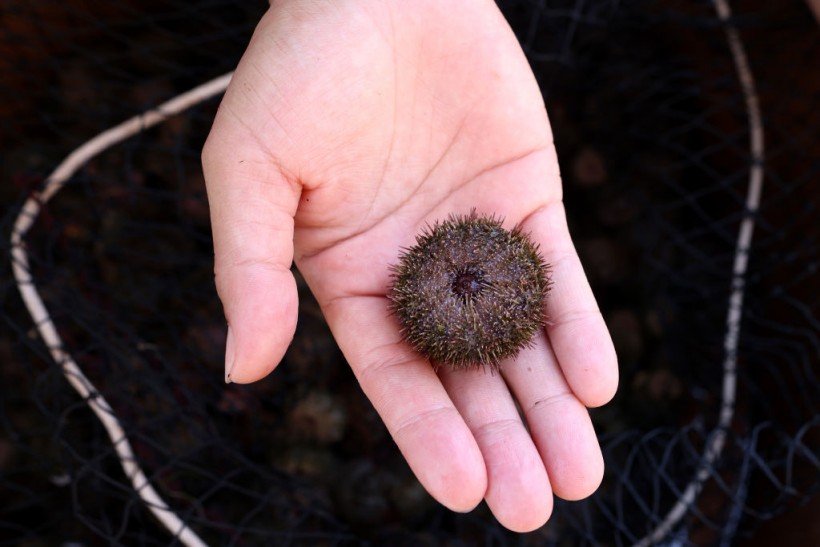 Sea Urchin Fishing Season Starts In Mikuni