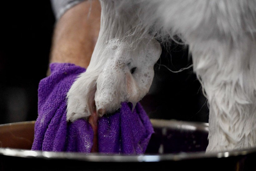 Westminster Kennel Club Hosts Its Annual Dog Show In New York