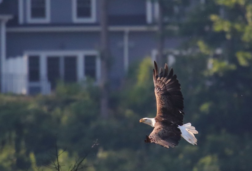 Eagles land on Long Island