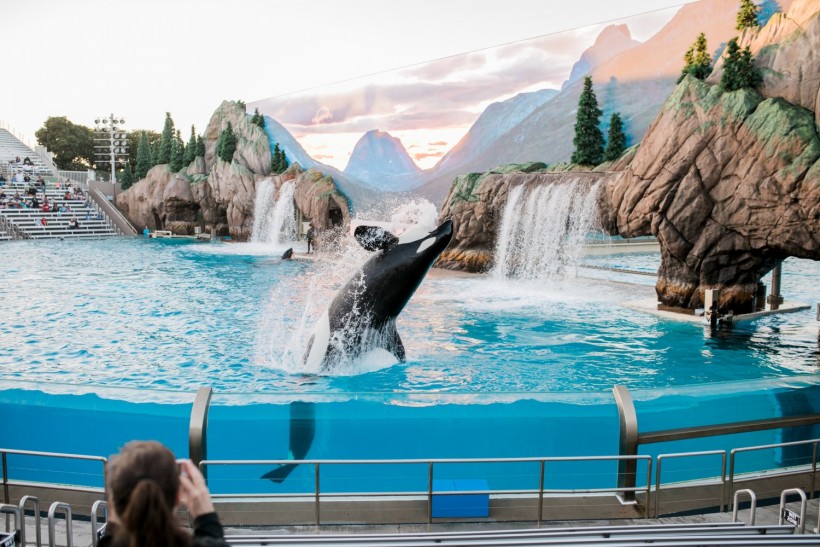 Killer Whale Show, SeaWorld (2400*1600)