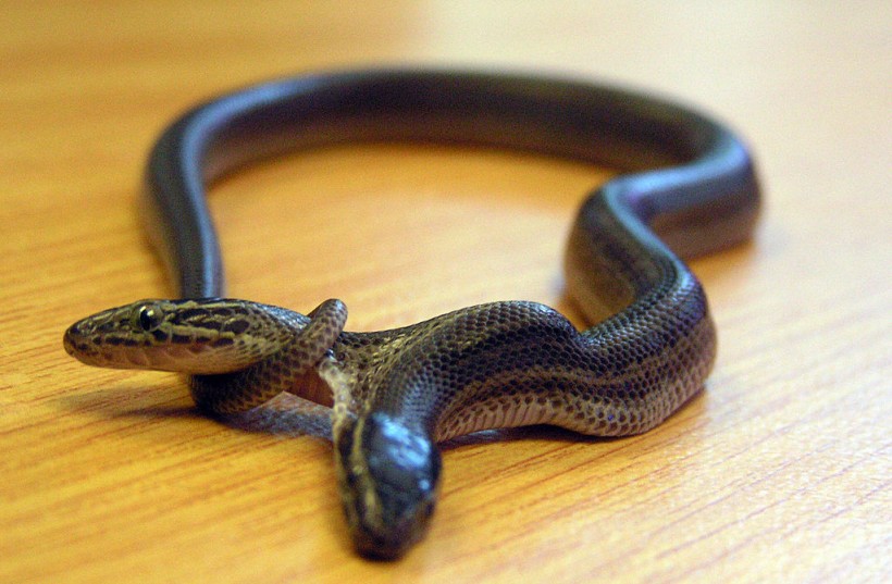 A two-headed snake, born in Northlands