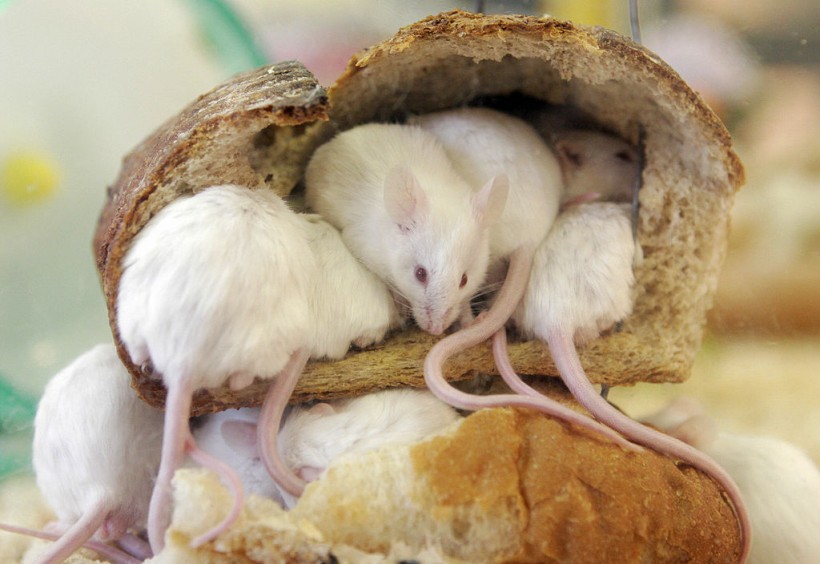 Mice peer out from a loaf of bread which