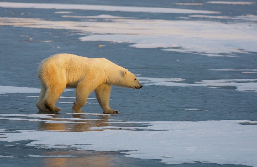A Polar Bear walks on the frozen tundra
