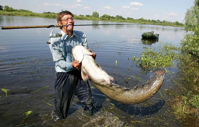 An angler struggles with a catfish