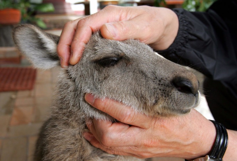 Baby Kangaroo Lives At Country Inn