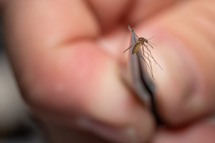 Mosquitos In Kentucky Are Tested After West Nile Virus Found In Area