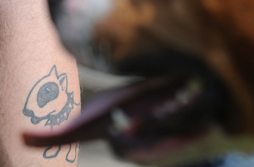A tattoo of an English bull terrier