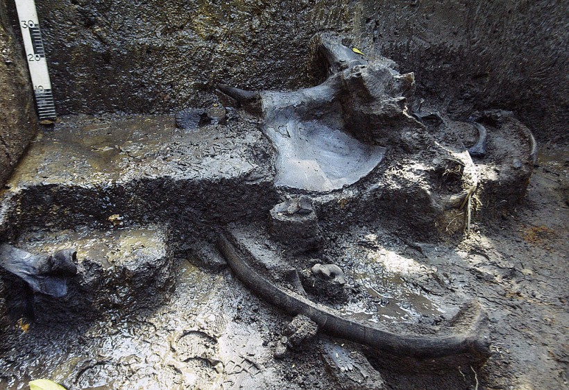View of the fossile remains of a giant sloth