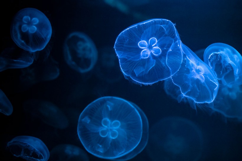 Immersive Jellyfish Installation By Rimini Protokoll Revealed