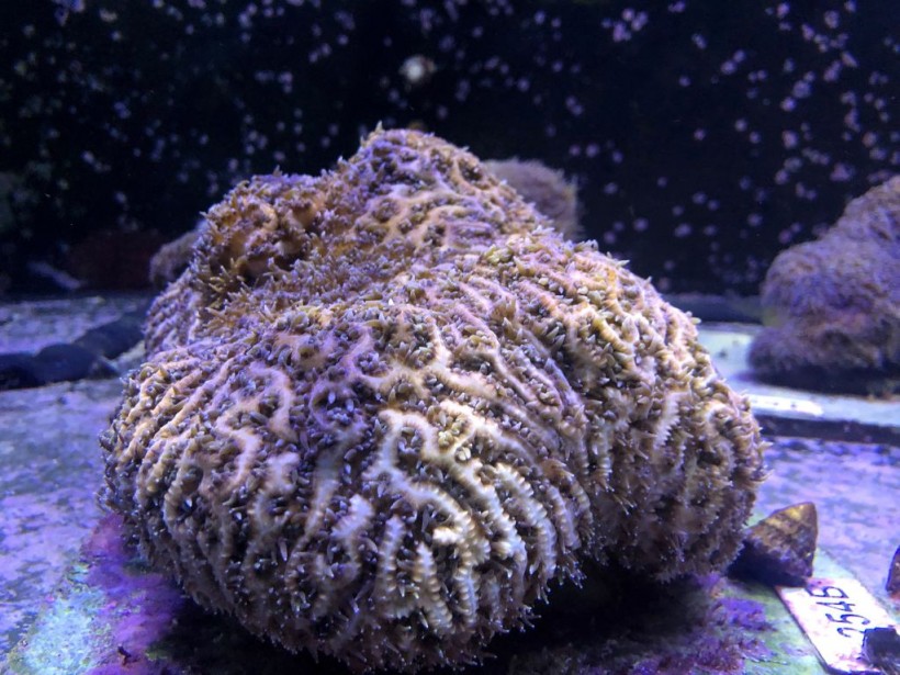 US-ENVIRONMENT-SCIENCE-OCEANOGRAPHY-CORAL-FLORIDA