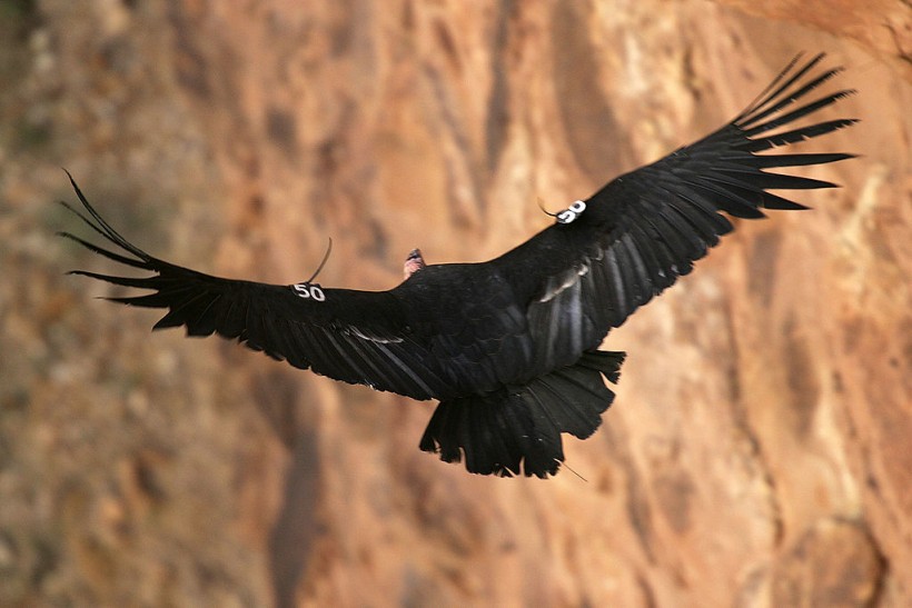 Endangered Condors Threatened With Lead Poisoning