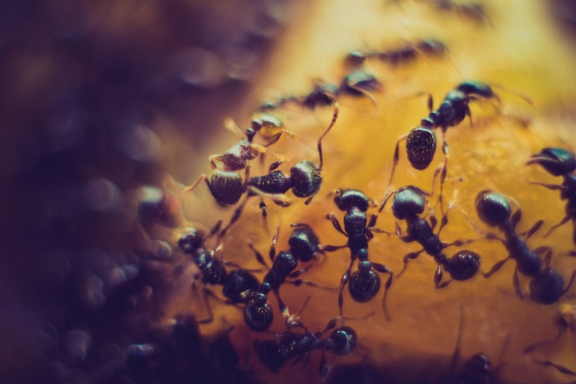 20 Quadrillion or 12 Million Tonnes: New Study Estimates Worldwide Ant Population, Total Weight