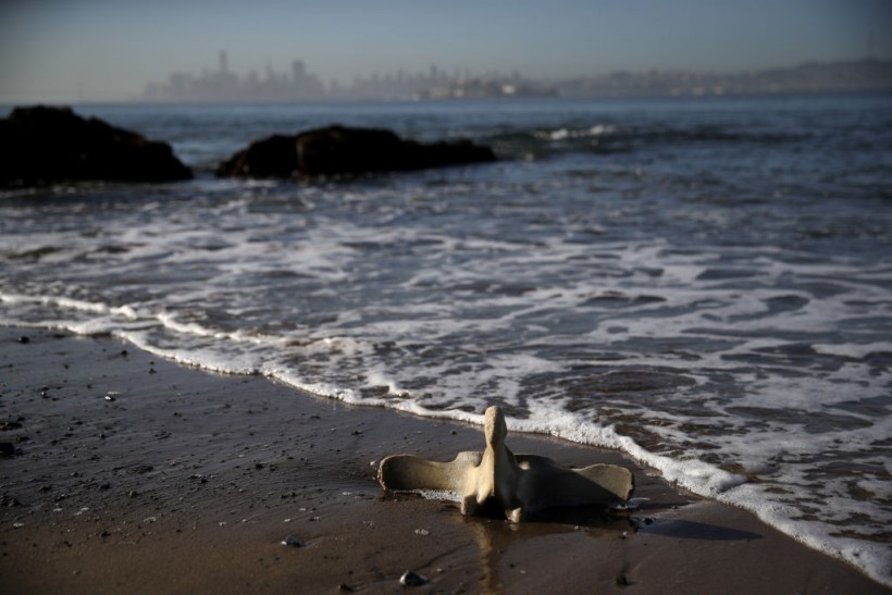 Scientists Study Causes Of Grey Whale Deaths In San Francisco Bay Area