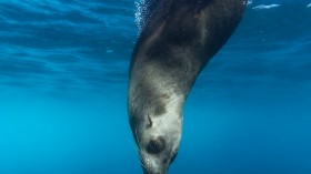 Sea Lion diving in water