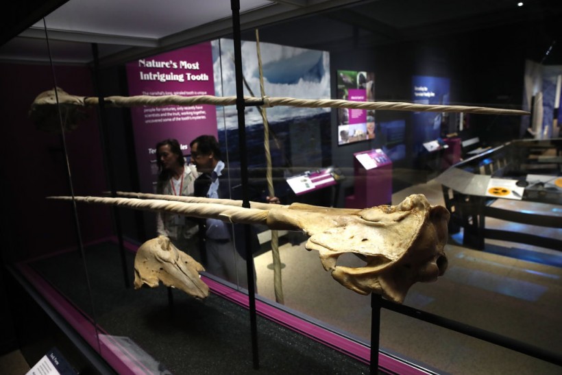 Smithsonian's National Museum of Natural History Holds Preview For "Narwhal: Revealing an Arctic Legend" Exhibit