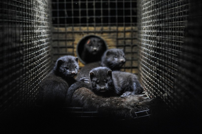10,000 Minks Escape Ohio Farm After Breaking-Entering Incident, Threats to Poultry and Koi Ponds Ensue