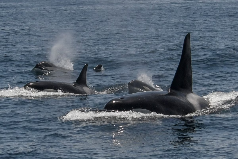 Orcas Don't Attack Boats for Fun: What We Know About the Recent Incidents