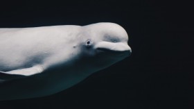 Beluga Whale